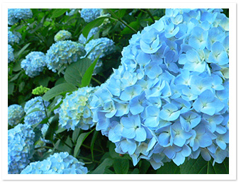 アジサイ（花菖蒲園周辺）