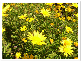 ユーリオプスデージー(ロックガーデン)