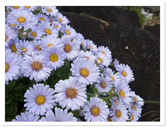 ダルマギク（ロックガーデン）