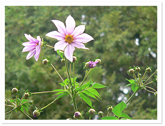 皇帝ダリア(ほたるの里花壇)