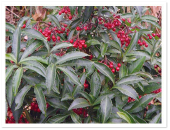 マンリョウ(山野草園)