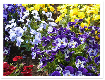 ビオラ(滝前花壇)