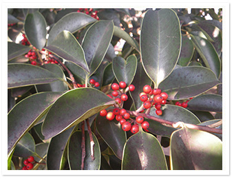 クロガネモチ（わんぱく広場）