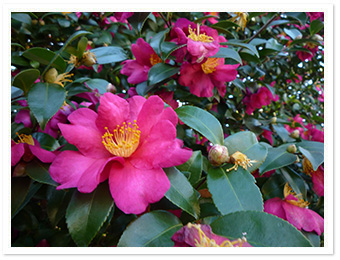 カンツバキ（園内各所）