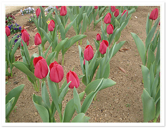 アイスチューリップ（滝前花壇）