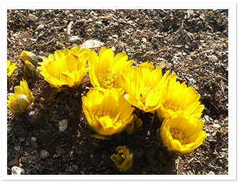 フクジュソウ（コミュニティー広場そば）