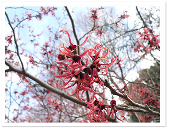 アカバナマンサク（コミュニティー広場そば）