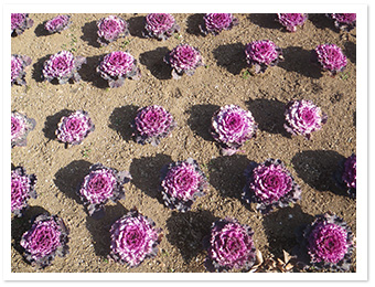 ハボタン(滝前花壇)