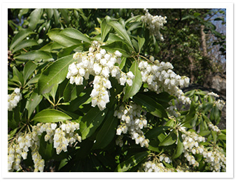 アセビ(園内各所)