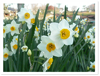 ニホンスイセン(園内各所)