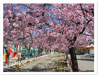 安行寒桜(園内各所)