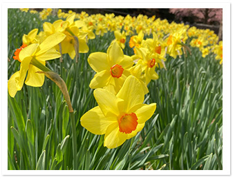 ラッパスイセン（園内各所）