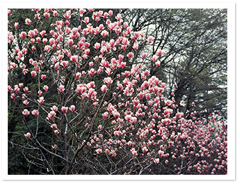 モクレン（園内各所）