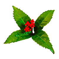 マンリョウ/センリョウ