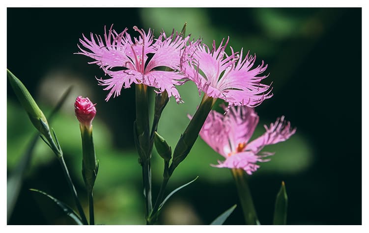 カワラナデシコ イメージ図