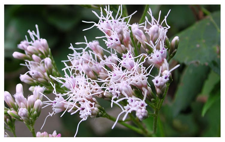 フジバカマ イメージ図