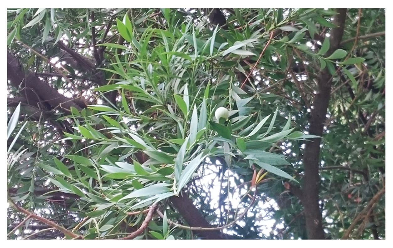 ナギ イメージ図