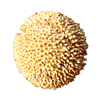 モミジバスズカケノキ