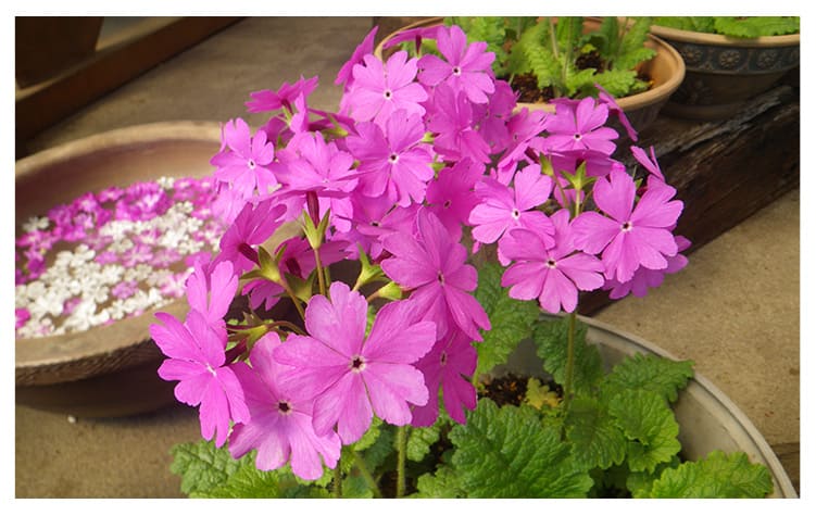 サクラソウ イメージ図