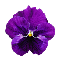 パンジー、ビオラ